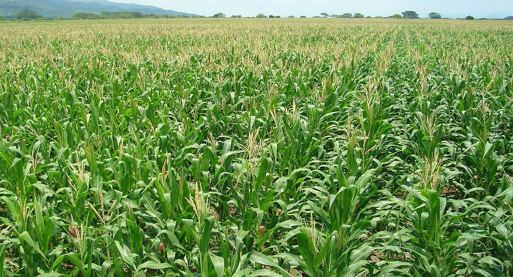 El relevamiento semanal de la Bolsa de Comercio de Rosario para la región núcleo habla directamente de un “punto de inflexión para la región”. En siete días se acumularon en promedio 64 milímetros. El relevamiento semanal de la Bolsa de Comercio de Rosario para la región núcleo habla directamente de un “punto de inflexión para la región”. En siete días se acumularon en promedio 64 milímetros.