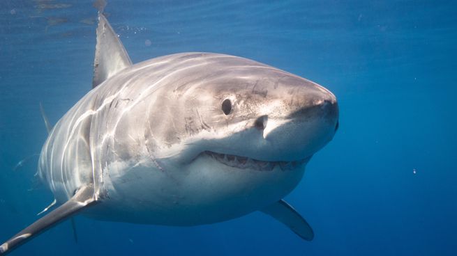 Tiburón blanco en Isla Guadalupe.