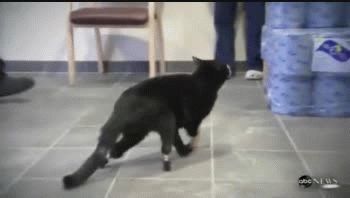 El primer gato biónico del mundo