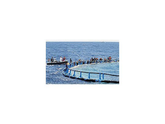 Sobrevivientes del naufragio de una patera de inmigrantes frente a las costas de Malta se aferran a una red de pescadores de atún.La mayor parte de los países europeos están endureciendo sus leyes para frenar la llegada de ilegales.