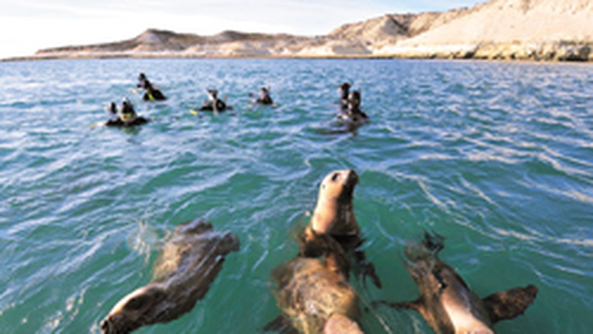 Senasa confirms bird flu in sea lion killed in Necochea