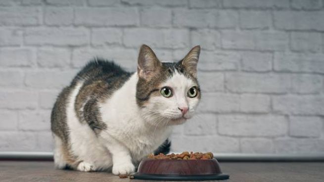 Profeco: cuál es la marca de croquetas para gatos que miente