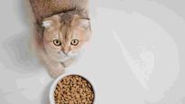 Lista negra de croquetas para gato en México: la Profeco