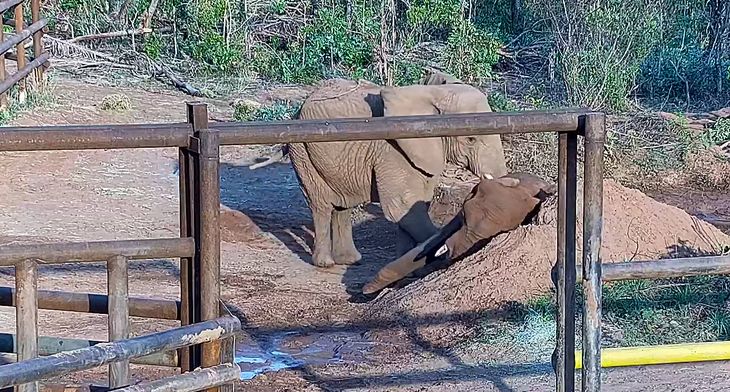 Pupy compartió sus últimos meses con Kenya, otra elefanta trasladada desde el Ecoparque porteño en julio pasado. Pupy compartió sus últimos meses con Kenya, otra elefanta trasladada desde el Ecoparque porteño en julio pasado.
