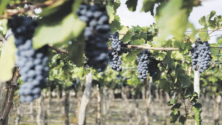 federal. La producción de vinos se está extendiendo a zonas no tradicionales del país, por fuera de Cuyo.