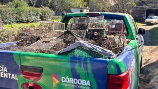 Se comprobó así la infracción a la Ley Nacional 22.421 de Conservación de la Fauna.