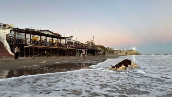 La vaca muert sorprendió a los turistas que se encontraban en la playa