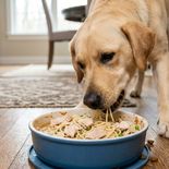 La tendencia de sumar fideos a la dieta de los perros genera dudas entre especialistas. La tendencia de sumar fideos a la dieta de los perros genera dudas entre especialistas.