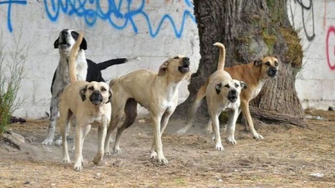 Desgraciado ataque.&nbsp;