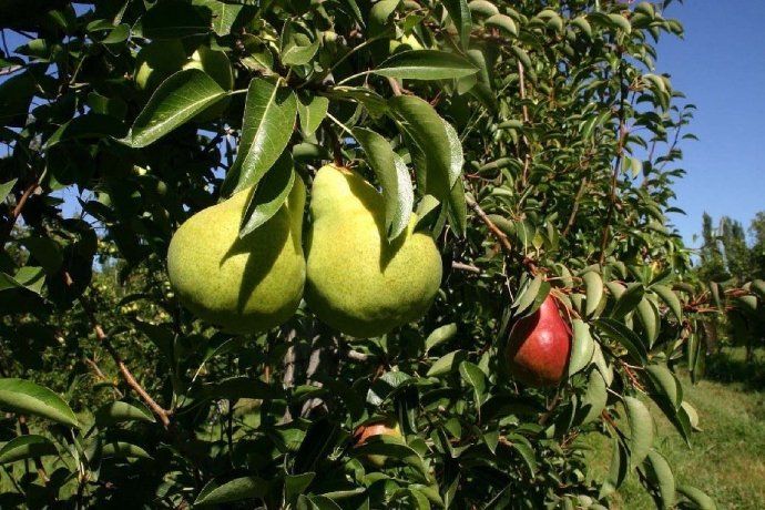 Para los especialistas, este año, tanto en manzanas como en peras, es muy buena la producción y la calidad.