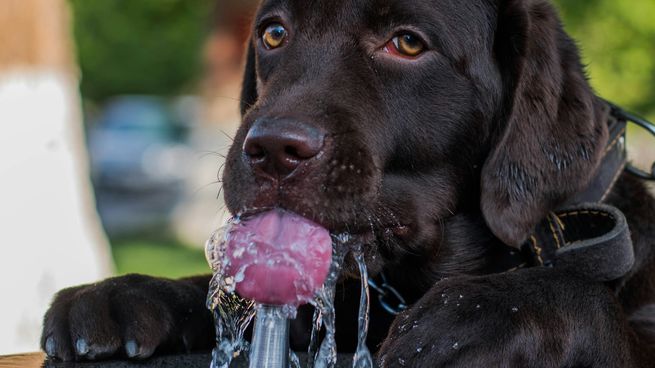 Cuidá a tu perro del calor con estos consejos.&nbsp;