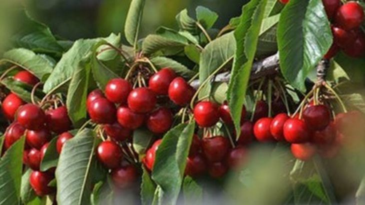 Cherries. Cherries.