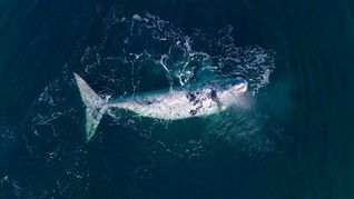 Con nueva cría, regresa a Península de Valdés la ballena cuyo parto fue el primero en ser filmado