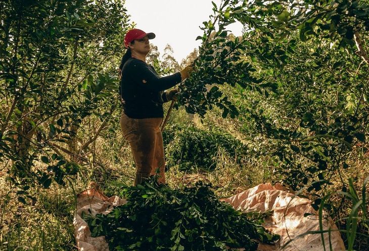 La medida de fuerza de los productores yerbateros se extenderá por cuatro meses.