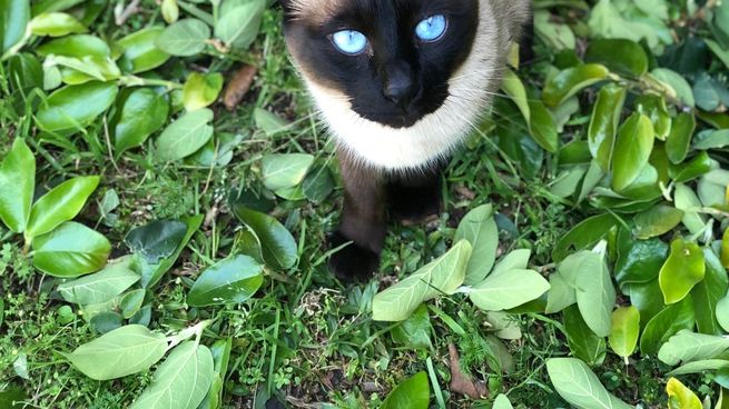 Cuál es el país que más mascotas tiene en el mundo, según un ranking.