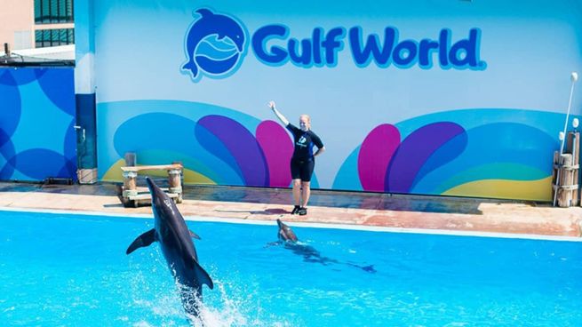 The Dolphin Company venderá sus animales tras declararse en quiebra.