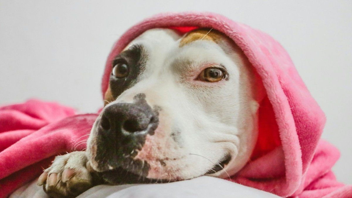 Cu�nto sale un comedero autom�tico para tu mascota: precios y ventajas