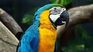Two parrots exposed infidelity in a couple. Two parrots exposed infidelity in a couple.