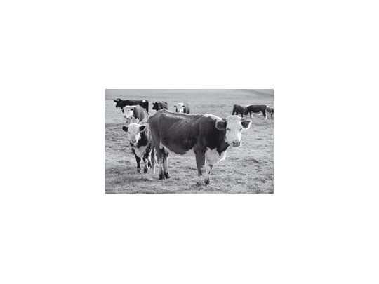 Un nuevo sistema de identificación de vacas podría llegar a resolver muchos casos de abigeato.