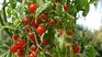 NASA: tomates cherry a la Estación Espacial.