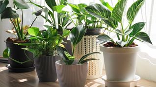 Algunas plantas pueden ayudar a liberar el calor de tu hogar en verano. 