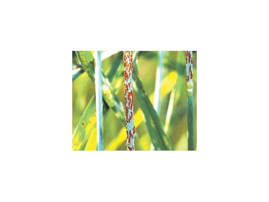 El exceso de humedad por las lluvias de las últimas semanas comenzó a afectar al trigo, que ya tiene enfermedades «de origen fúngico».