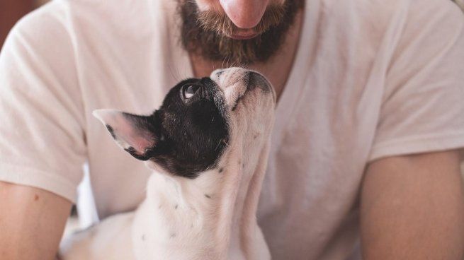 Identificar las señales de dolor en los perros a tiempo es crucial para su salud.&nbsp;