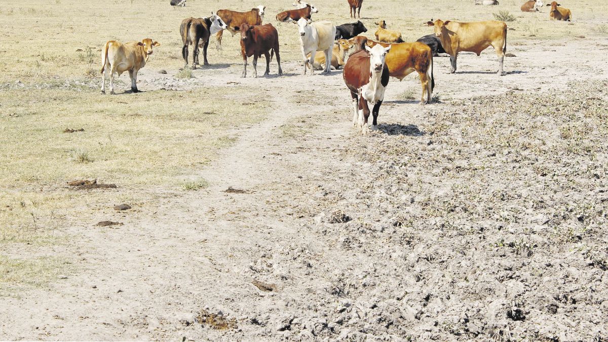Almost 50% of the bovine stock is still affected by the drought (26 million heads at risk)