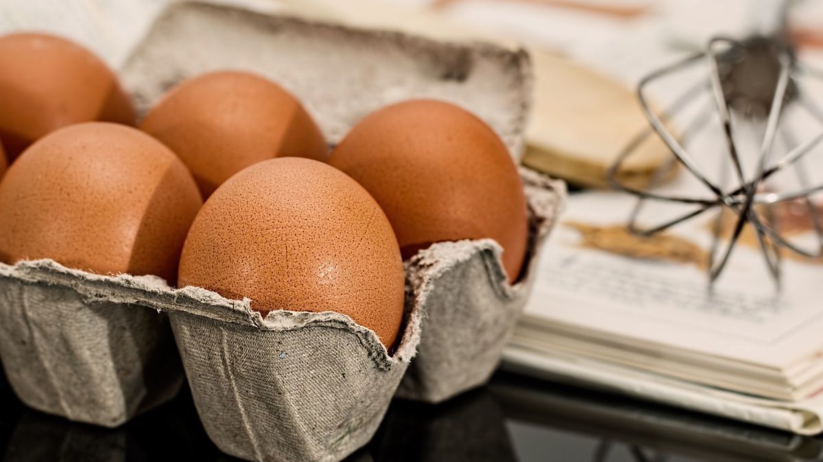 Eggs vs bites: the maple trick to eliminate mosquitoes