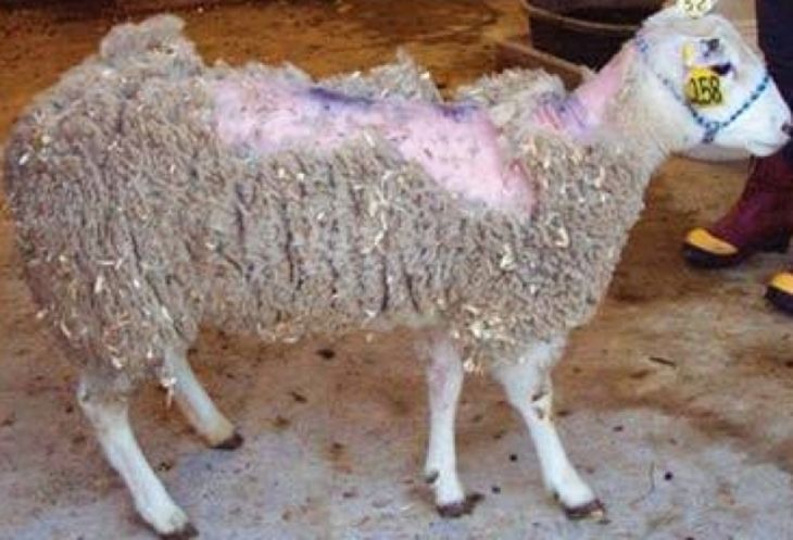 El scrapie, tambi&eacute;n conocido como tembladera o pr&uacute;rigo lumbar, es una encefalopat&iacute;a espongiforme transmisible de naturaleza fatal y progresiva que ataca a ovejas y cabras.&nbsp;