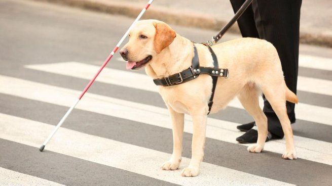 El avance de la robótica impulsa nuevas herramientas de asistencia que podrían mejorar la vida de millones.