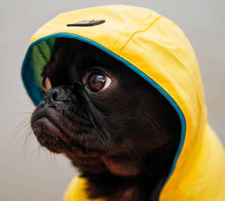 Wear clothing that protects your dog from the rain. Wear clothing that protects your dog from the rain.