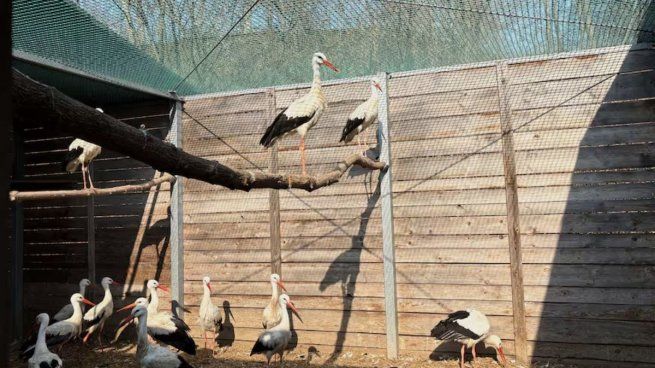 Los pájaros reciben cuidados inmediatos para aumentar sus posibilidades de recuperación.