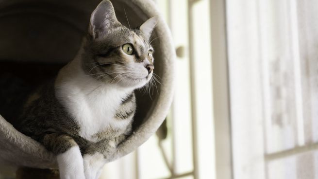 Así te percibe tu gato si sos su dueño y el que le da de comer.&nbsp;