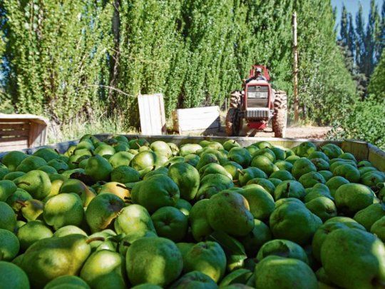 La producción de peras en el Alto Valle, una de las actividades afectadas por la importación.