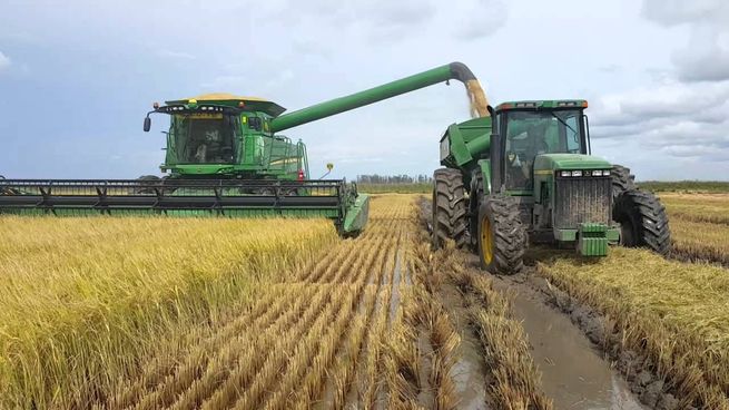 Hasta el 40% de la cosecha de arroz de Uruguay podría exportarse sin procesar debido a los altos costos.
