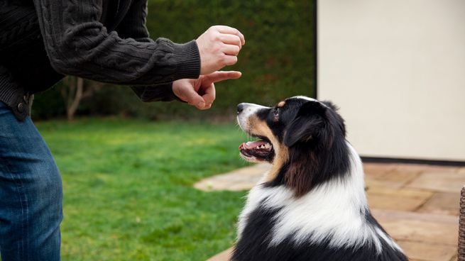 Adistrar a tu perro para que orine fuera de la casa es fundamental.