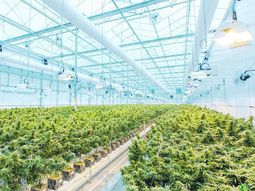 cannabis medicinal y canamo industrial en el marco de la nueva regulacion