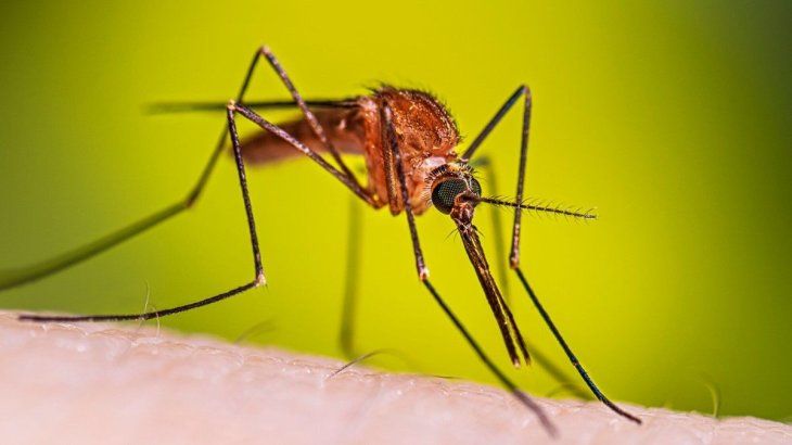 El mosquito transmisor de dengue prolifera en ámbitos urbanos. El mosquito transmisor de dengue prolifera en ámbitos urbanos. 