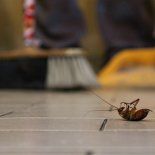 Estos son los mejores consejos para eliminar las cucarachas de tu cocina para siempre. Estos son los mejores consejos para eliminar las cucarachas de tu cocina para siempre.