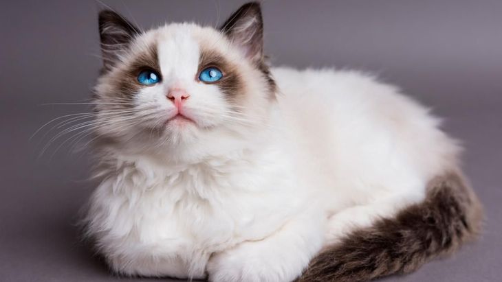 Gatos Más Caros del Mundo #gato #mascotas #gatos