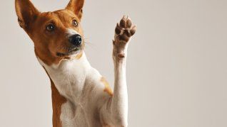 Las mascotas de servicio pueden ayudar todavía más gracias a este invento. Las mascotas de servicio pueden ayudar todavía más gracias a este invento.