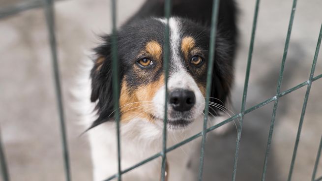 sad-rescue-dog-fence-adoption-shelter.jpg