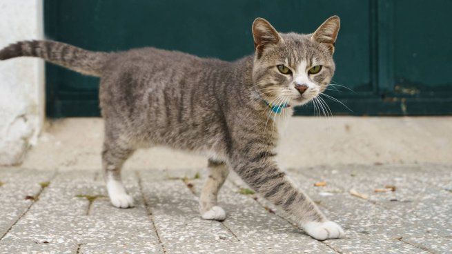El gato presidencial de Indonesia viajó escoltado en un cochecito, protagonizando un momento viral que desató reacciones en todo el mundo.