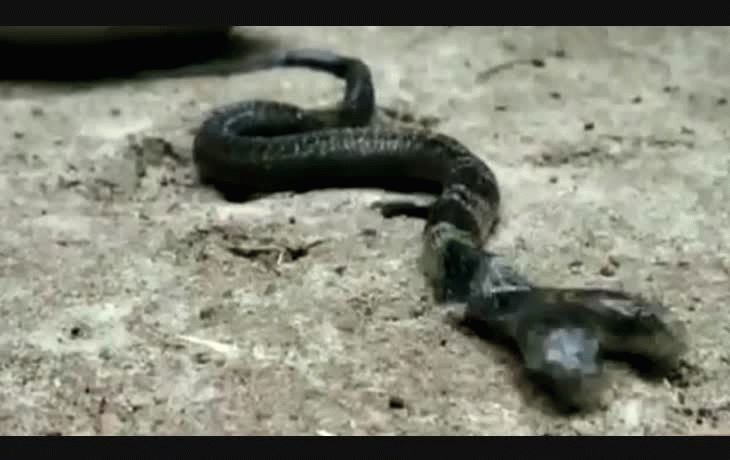 Serpiente de dos cabezas apareció en la India y es venerada como una diosa
