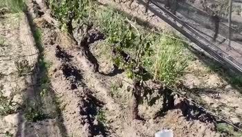 ayuda para productores: agricultura destinara $2.500 millones en asistencia