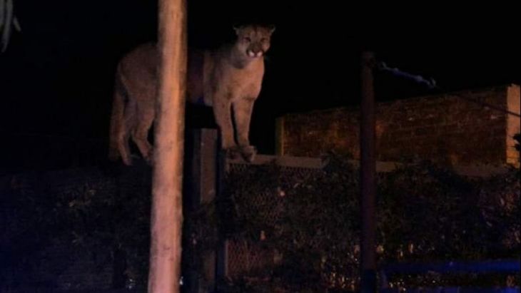 El animal se hallaba escondido en la casa de una vecina de Necochea. El animal se hallaba escondido en la casa de una vecina de Necochea.