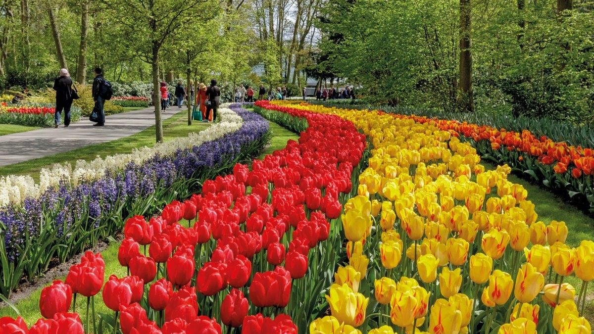 3 ideal flowers to sow in winter and that beautiful will be shown in the summer