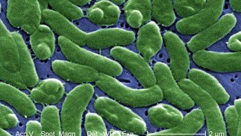 cual es la bacteria del mar que mato a un hombre en uruguay