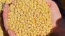 The soybean complex could contribute US$5,000 million. The soybean complex could contribute US$5,000 million.